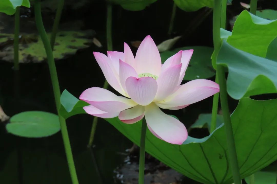 圖片